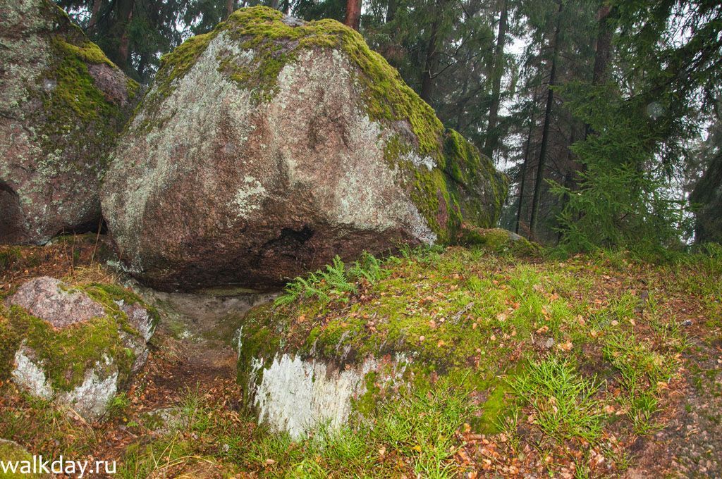 Каменные валуны, рассыпанные по всему лесу. Каменные валуны в парке Монрепо, Выборг.